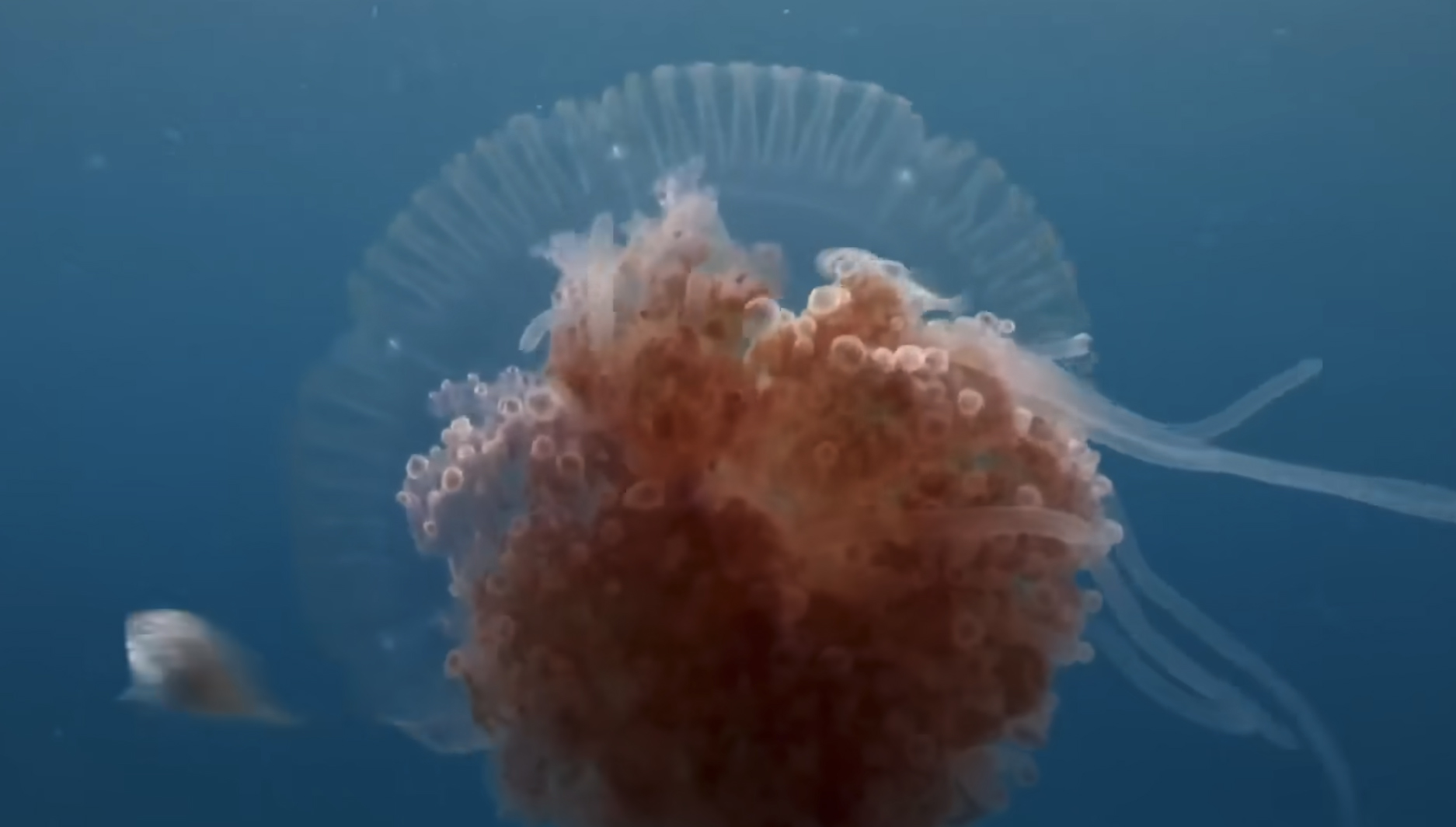 MonsterQuest - “Killer Jellyfish”