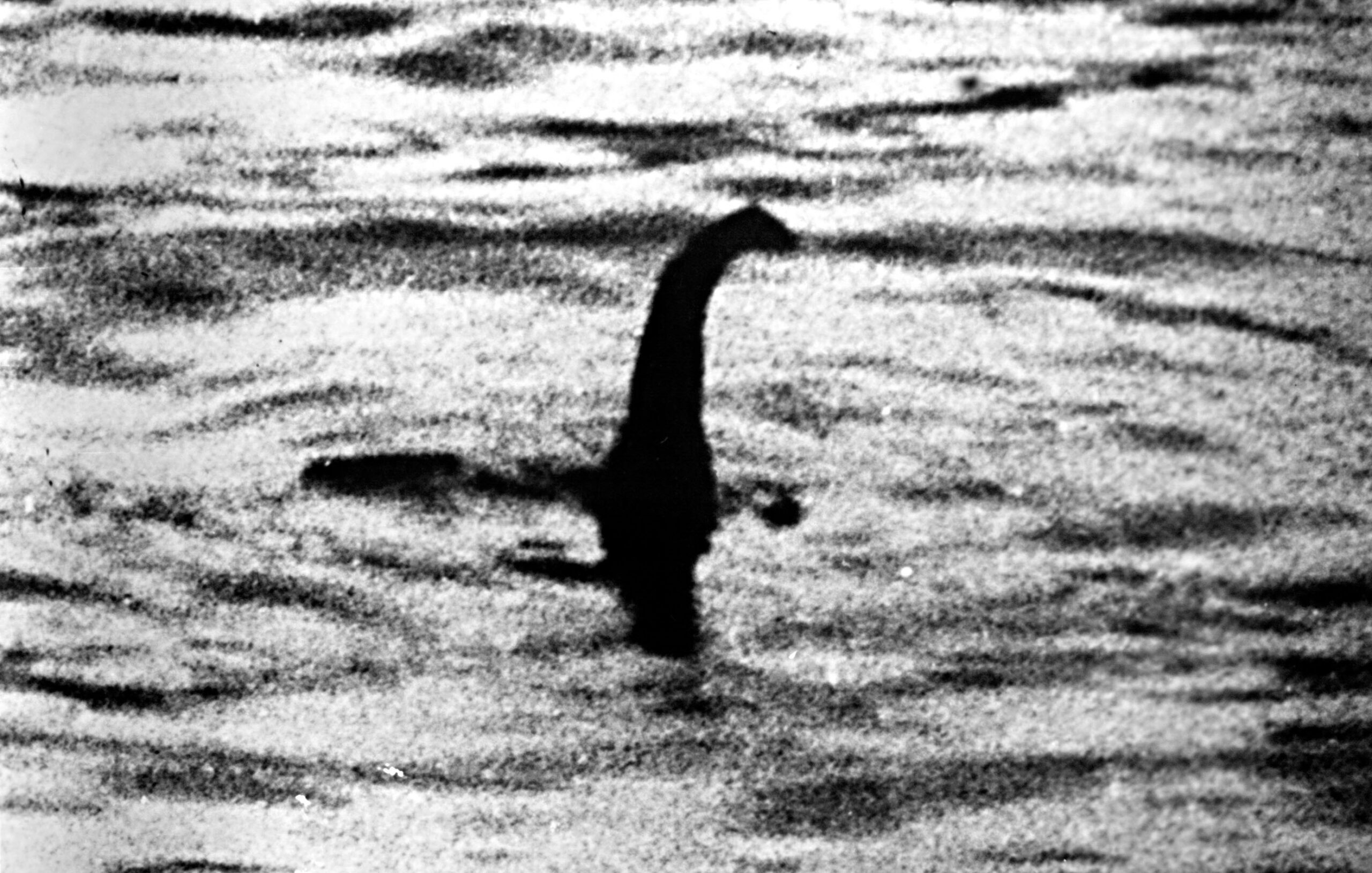 LOCH NESS MONSTER, said to be the head & neck of "Nessie." This famous photo was taken in 1934 by a vacationing London surgeon, Robert K. Wilson, in Loch Ness, Scotland. Featured in the 1976 film, "Mysterious Monsters."