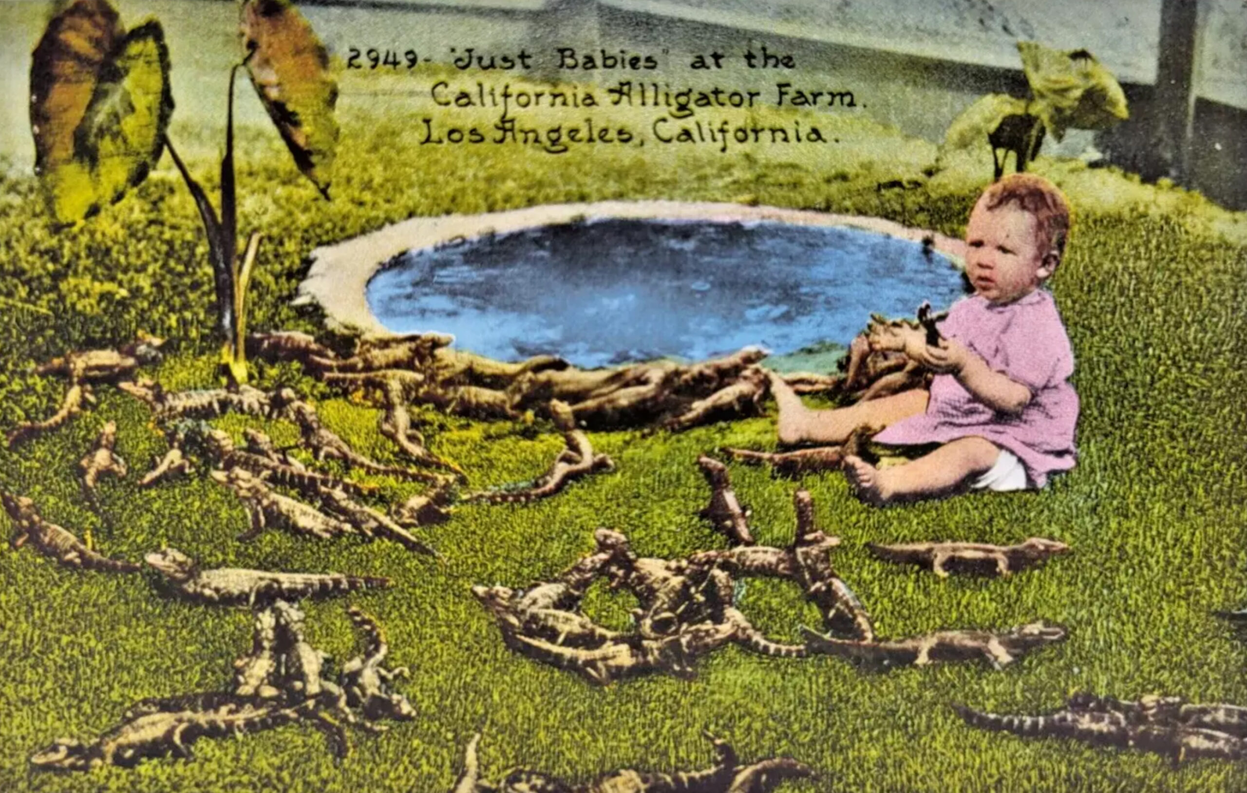 Alligator Farm Los Angeles