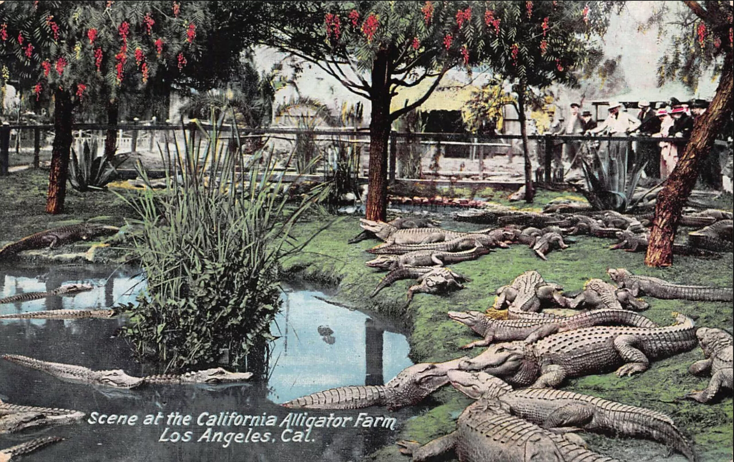 Alligator Farm Los Angeles