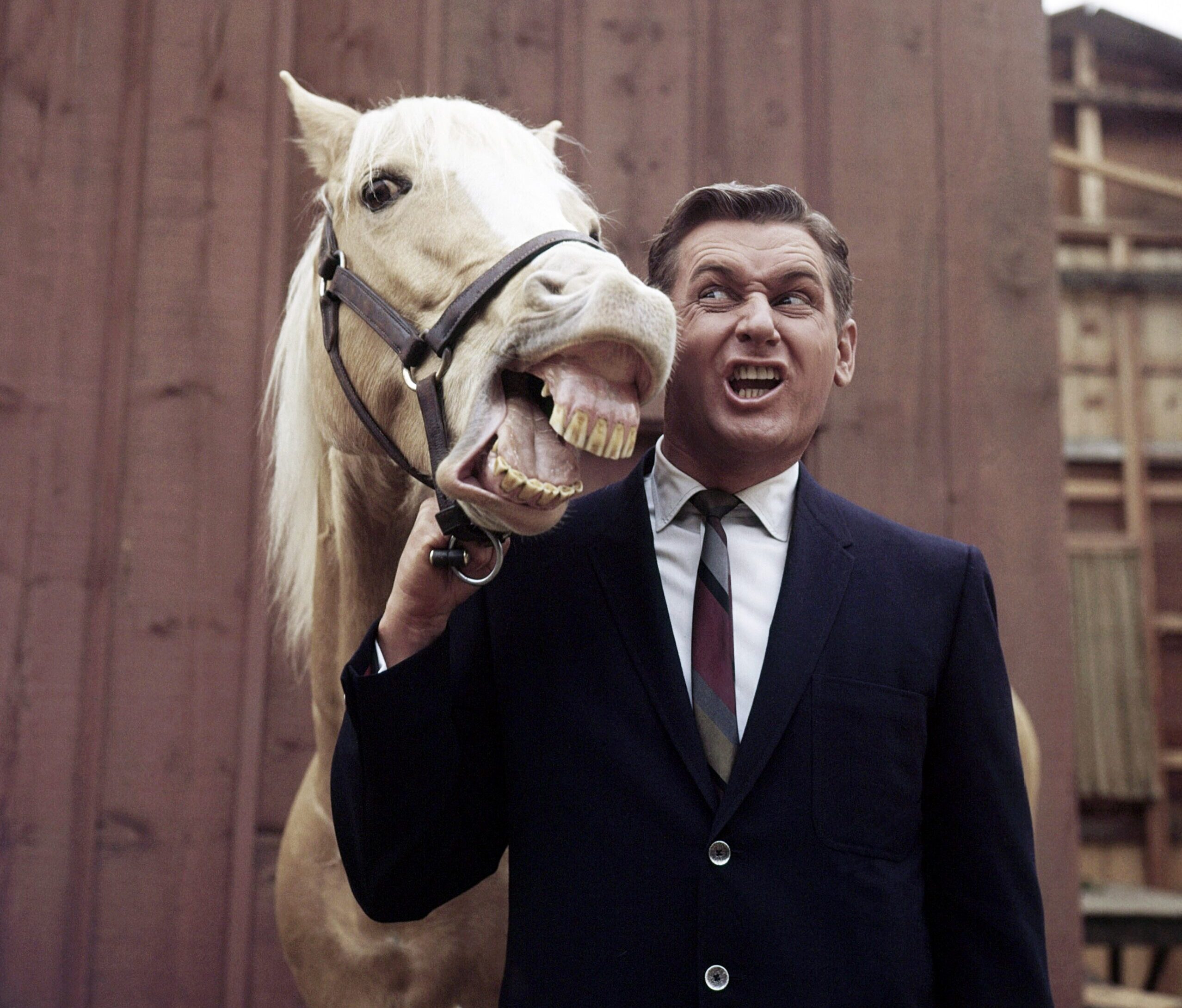 MISTER ED, (aka MR. ED) from left, Bamboo Harvester, as Mister Ed (voiced by Allan 'Rocky' Lane), Alan Young, on-set, 1961-66 (1962 photo)